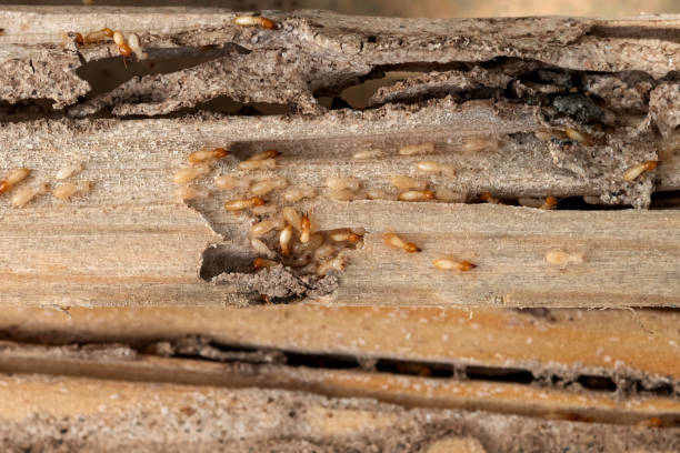 Best Pest Prevention Services  in Dawson, GA