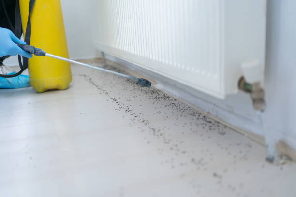 Reliable Dawson, GA Pest Control Solutions